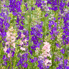 Lanzenrittersporn Bio-Blumen-Samen
