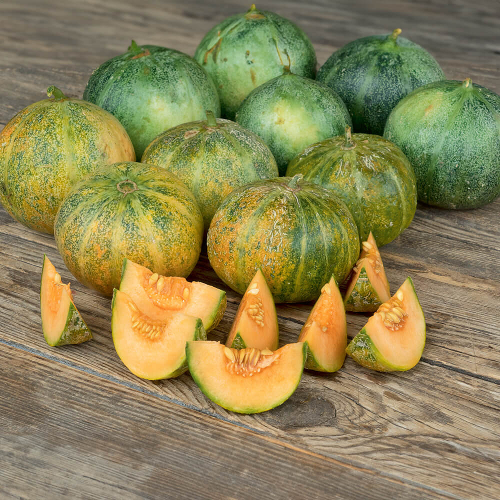 Melone Petit Gris de Rennes Bio-Gemüse-Saatgut