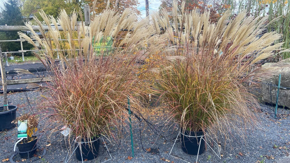 Chinaschilf 'Hermann Müssel'