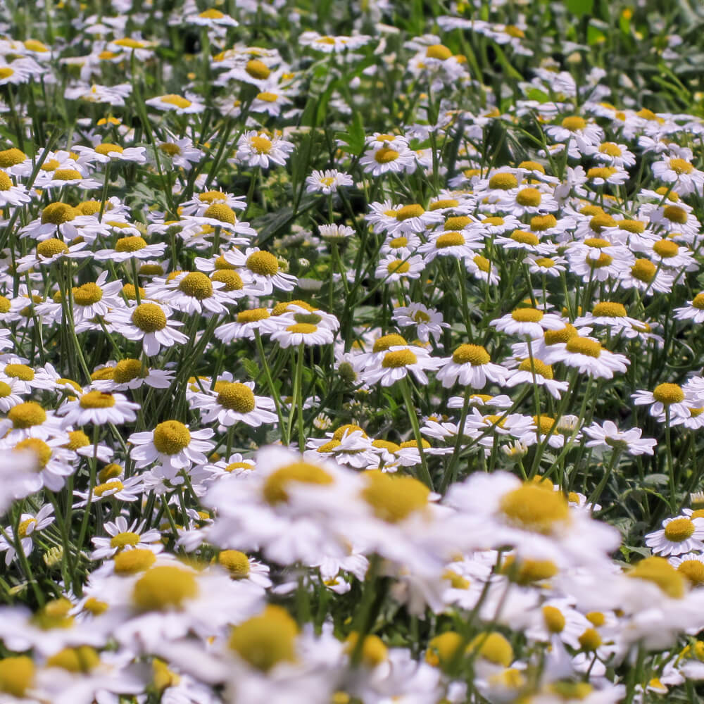 Mutterkraut Bio-Blumen-Samen