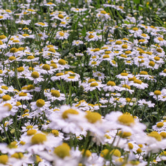 Mutterkraut Bio-Blumen-Samen
