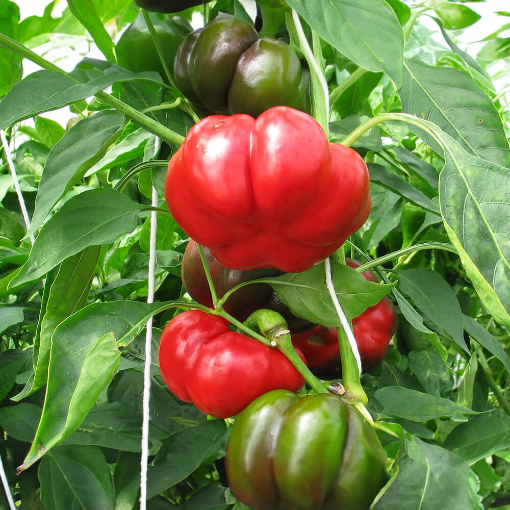 Paprika Liebesapfel rot Bio-Gemüse-Samen