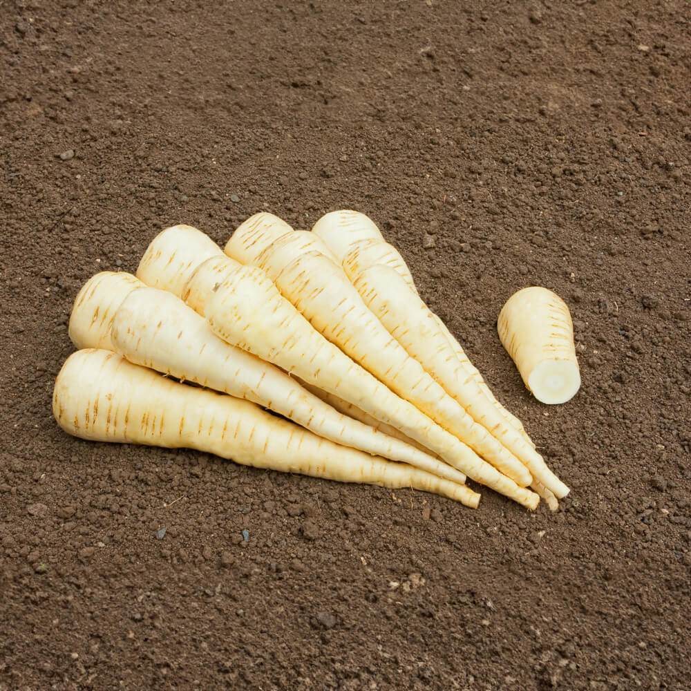 Pastinake Aromata Bio-Gemüse-Samen