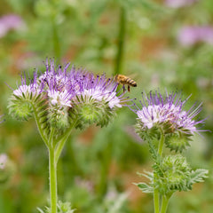 Phazelie Bio-Blumen-Saatgut