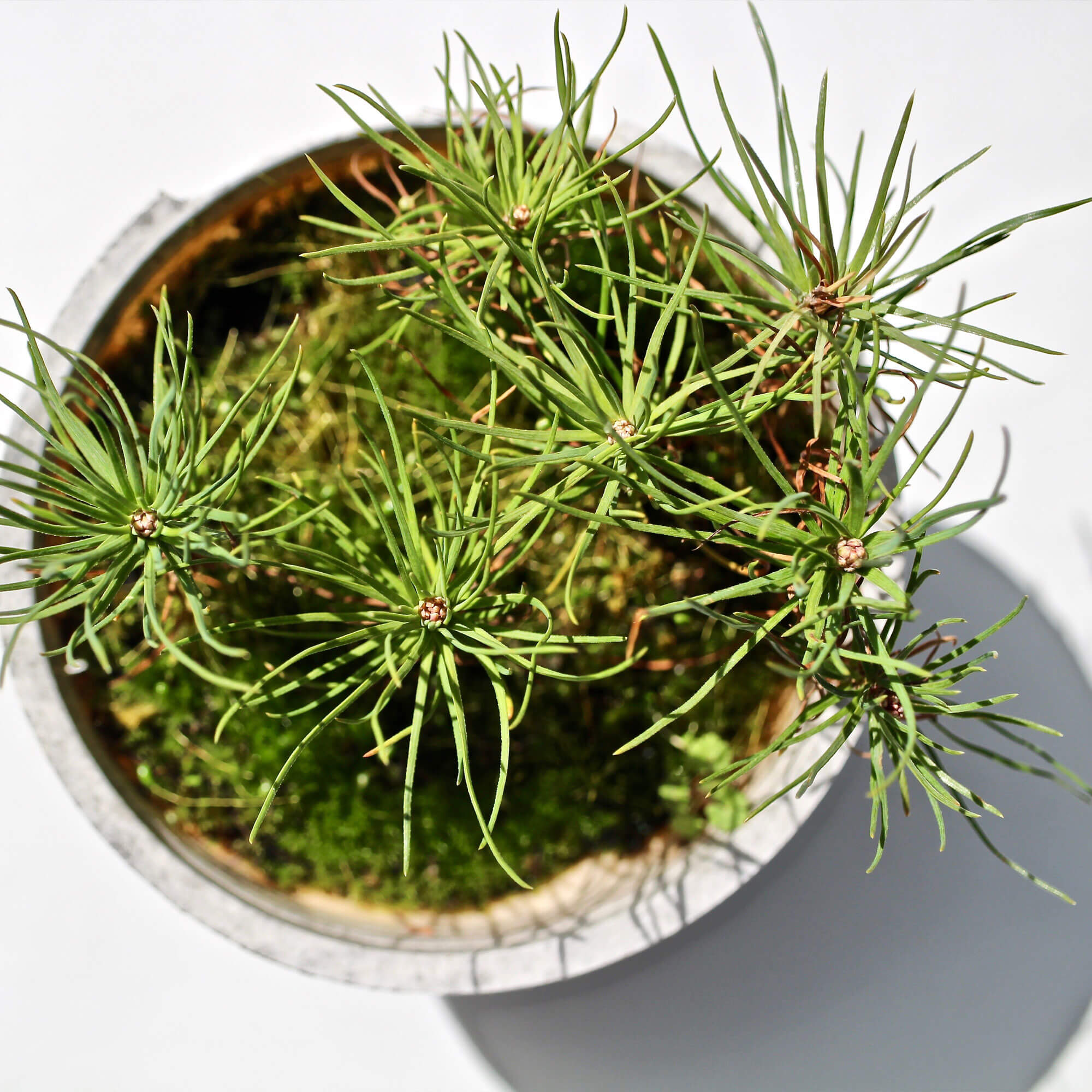 Plastic-Free Plant Pot Plenta – 12 cm