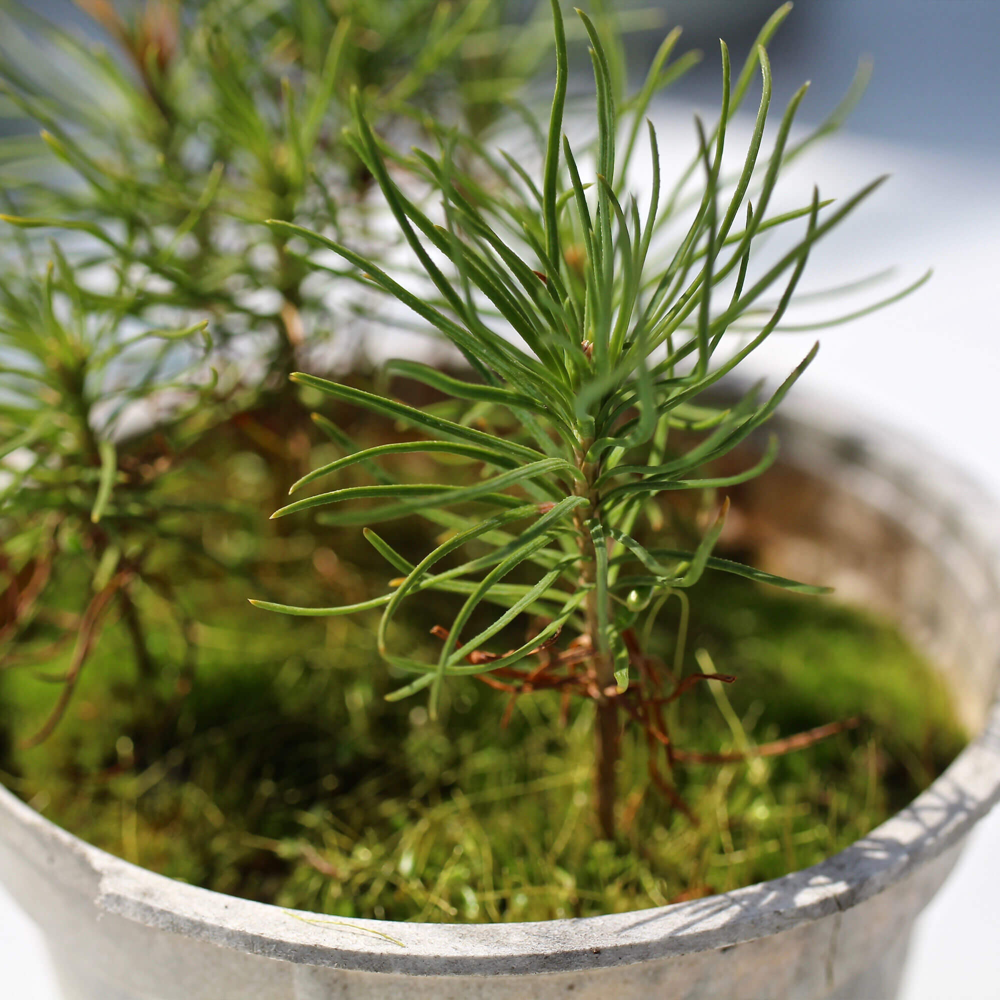 Plastic-Free Plant Pot Plenta – 12 cm