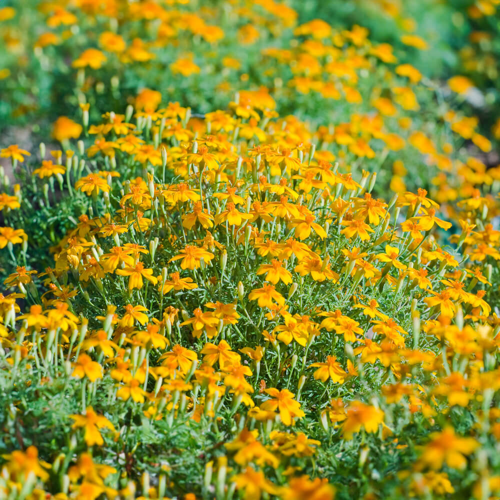 Polsterstudentenblume Bio-Blumen-Samen