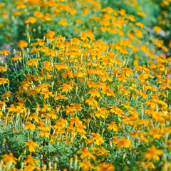 Polsterstudentenblume Bio-Blumen-Saatgut