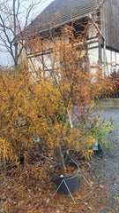 Farnblättriger Faulbaum 'Asplenifolia' groß