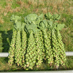 Rosenkohl Bio-Gemüse-Samen