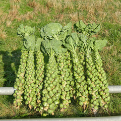 Rosenkohl Bio-Gemüse-Saatgut