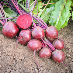 Rote Bete Bio-Gemüse-Samen