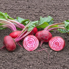 Rote Rübe Tondo di Chioggia Bio-Gemüse-Samen