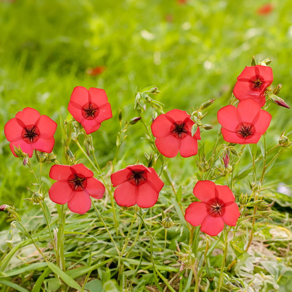 Roter Lein Bio-Blumen-Samen