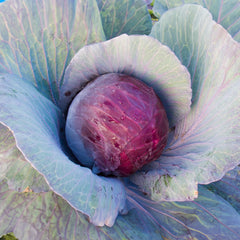 Rotkohl Bio-Gemüse-Samen