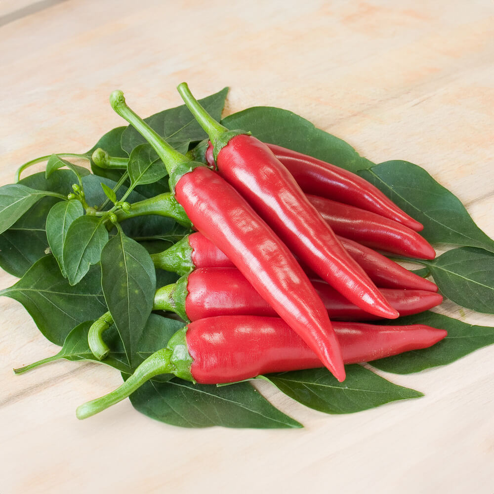 Scharfe Chili Bio-Gemüse-Samen – meinwoody.de