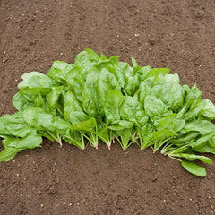 Spinat Bio-Gemüse-Saatgut