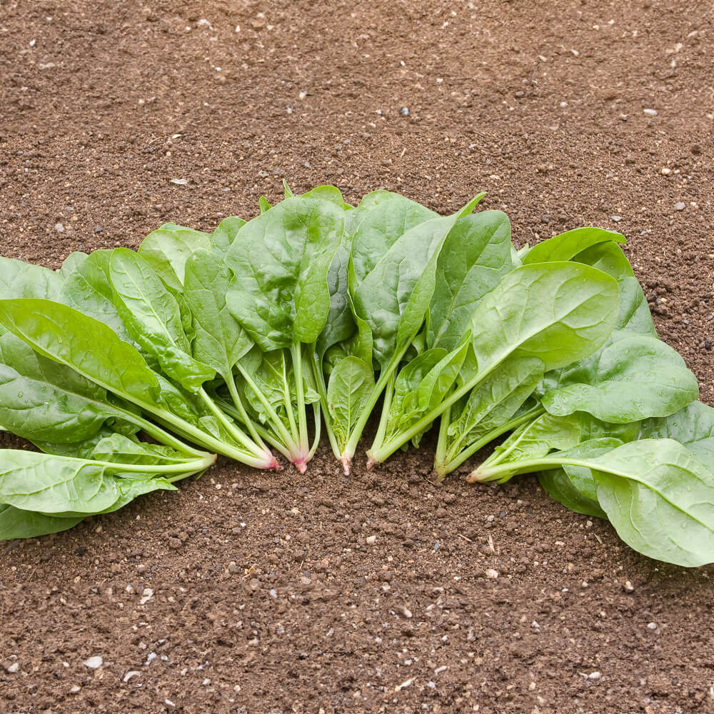 Spinat Thorin Bio-Gemüse-Saatgut
