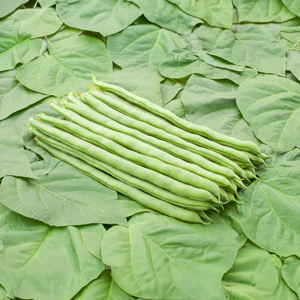 Stangenbohne Bio-Gemüse-Saatgut