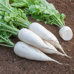 Stückrettich Bio-Gemüse-Samen