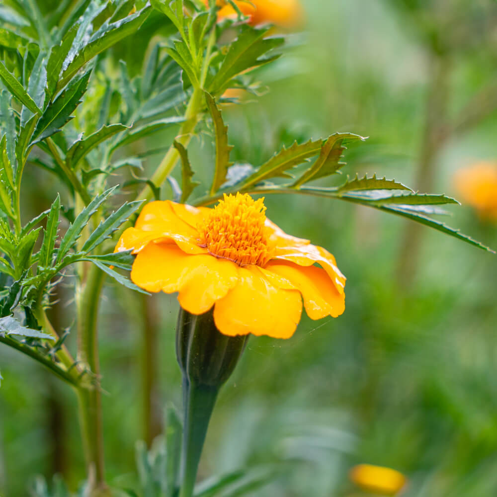 Tagetes zur Nematodenbekämpfung Bio-Blumen-Saatgut