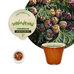 Waldmeister - 3 x Baum-Pflanz-Kit
