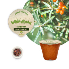 Waldmeister - 3 x Baum-Pflanz-Kit