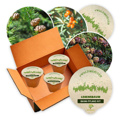 Waldmeister - 3 x Baum-Pflanz-Kit