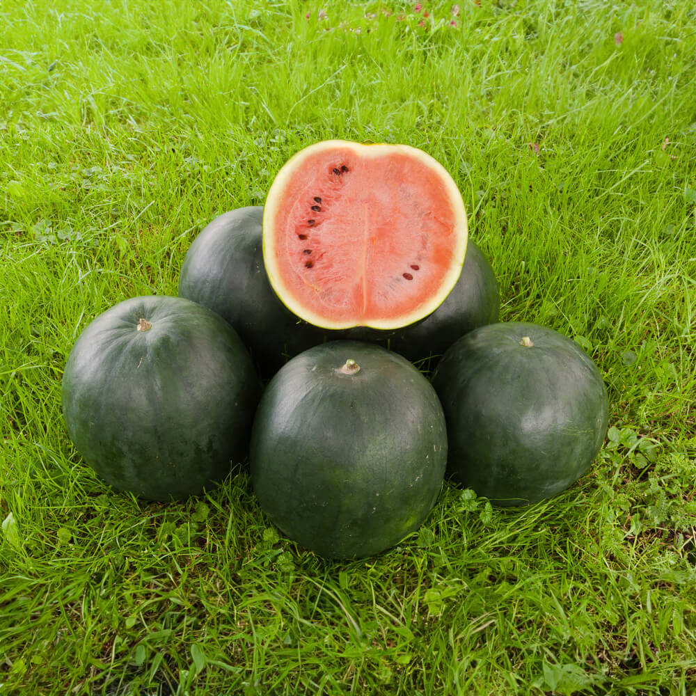 Wassermelone Bio-Gemüse-Saatgut