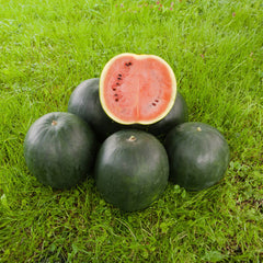 Wassermelone Bio-Gemüse-Samen