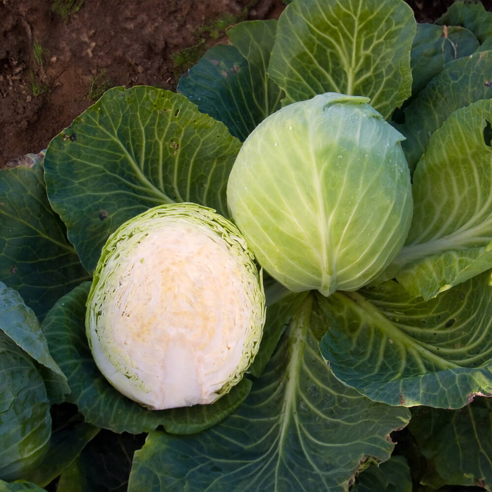 Weißkohl Dottenfelder Dauer Bio-Gemüse-Saatgut