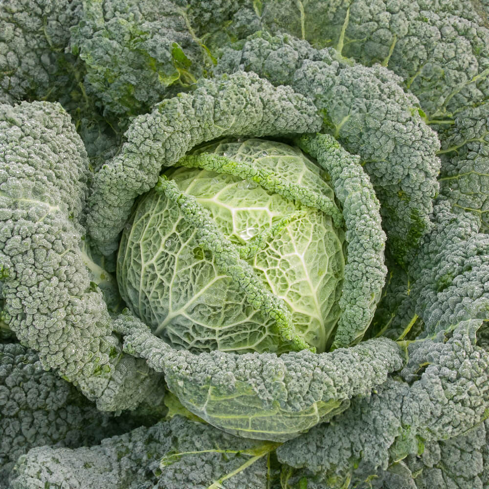 Wirsing Bio-Gemüse-Samen