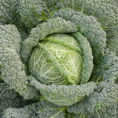 Wirsing Bio-Gemüse-Samen