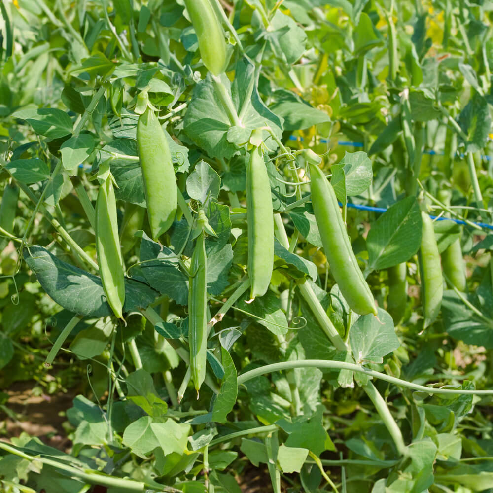 Wunder v. Kelvedon Bio-Gemüse-Samen