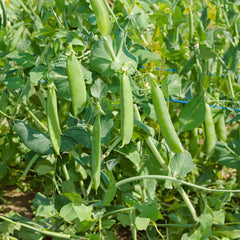 Wunder v. Kelvedon Bio-Gemüse-Samen
