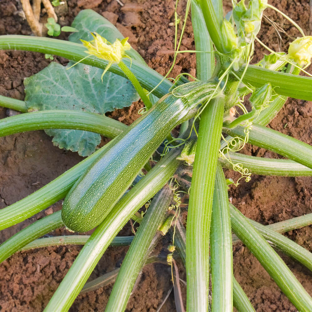 Zucchini Bio-Gemüse-Saatgut