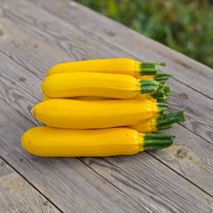 Zucchini Solara Bio-Gemüse-Saatgut