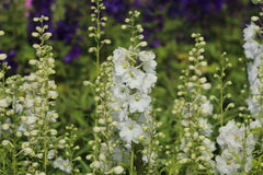 Rittersporn 'Galahad'