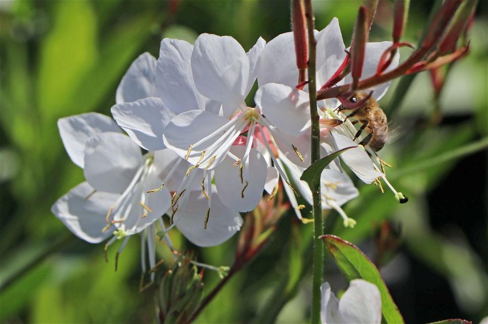 Prachtkerze Gaura lindheimeri 'Elurra'