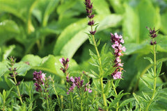 Ysop, Essigkraut 'Roseus'