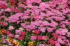 Schafgarbe 'Pink Grapefruit'