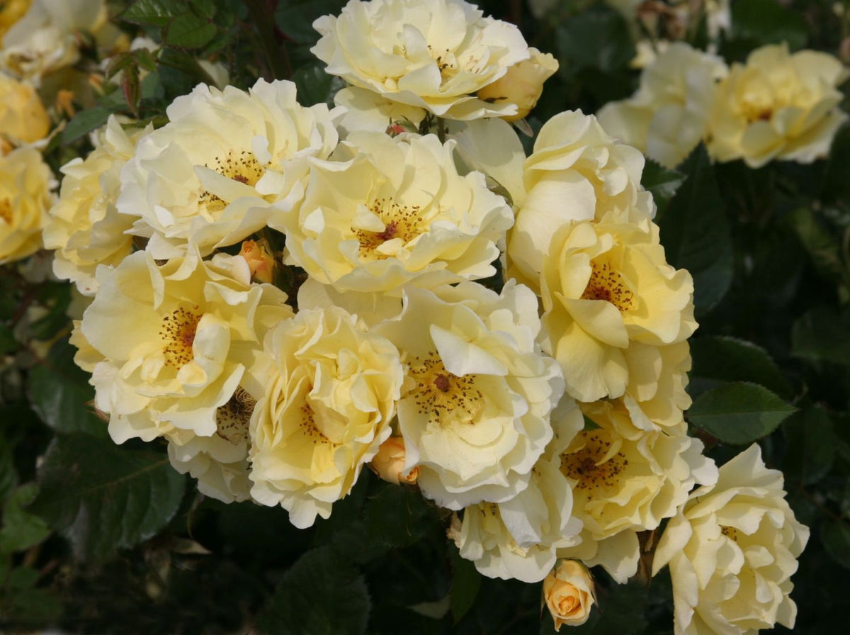 Strauchrose 'Goldspatz'