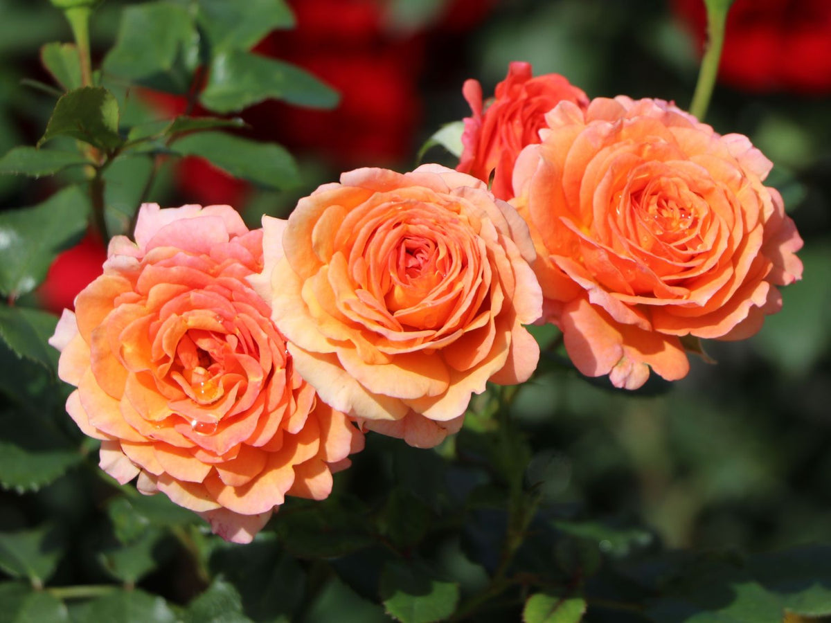 Strauchrose 'Lambada'
