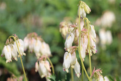 Zwergige Taiwan-Herzblume 'Aurora'