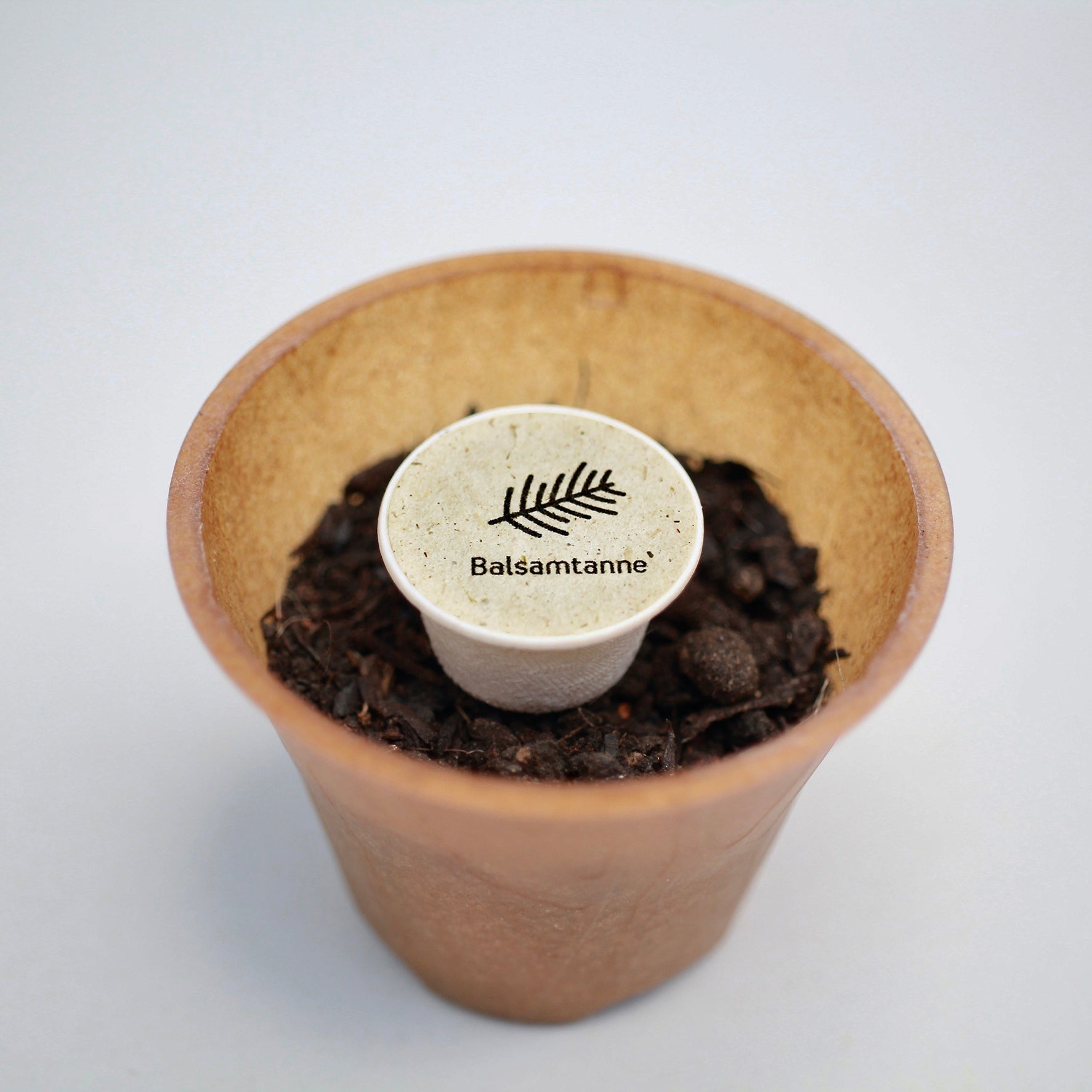 Balsamtanne Baum-Pflanz-Kit