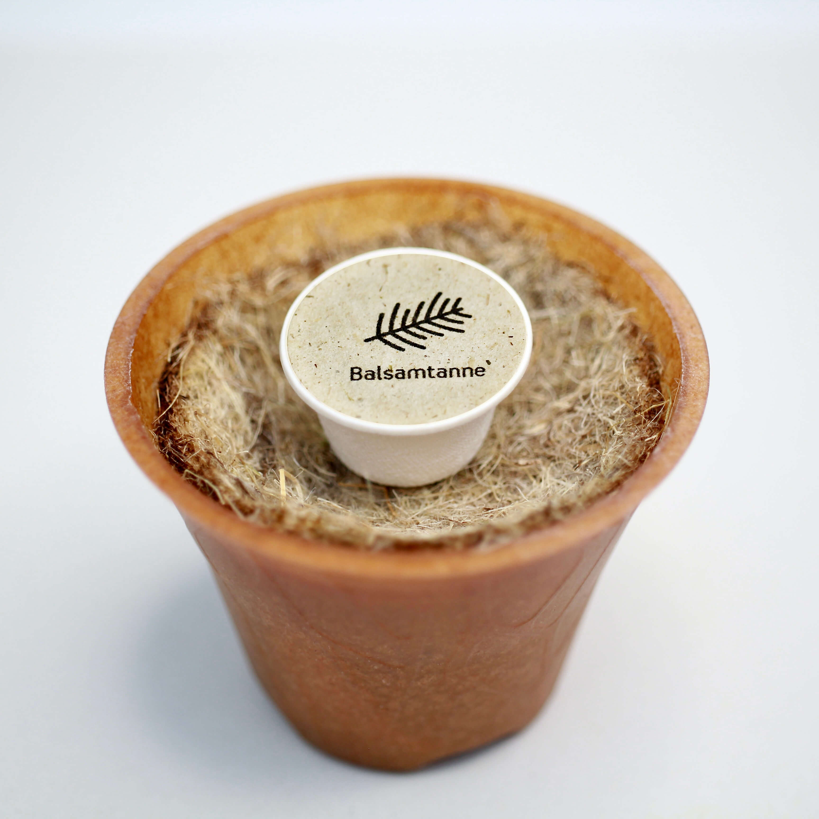 Balsamtanne Baum-Pflanz-Kit