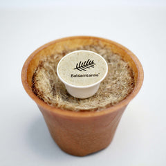 Balsamtanne Baum-Pflanz-Kit