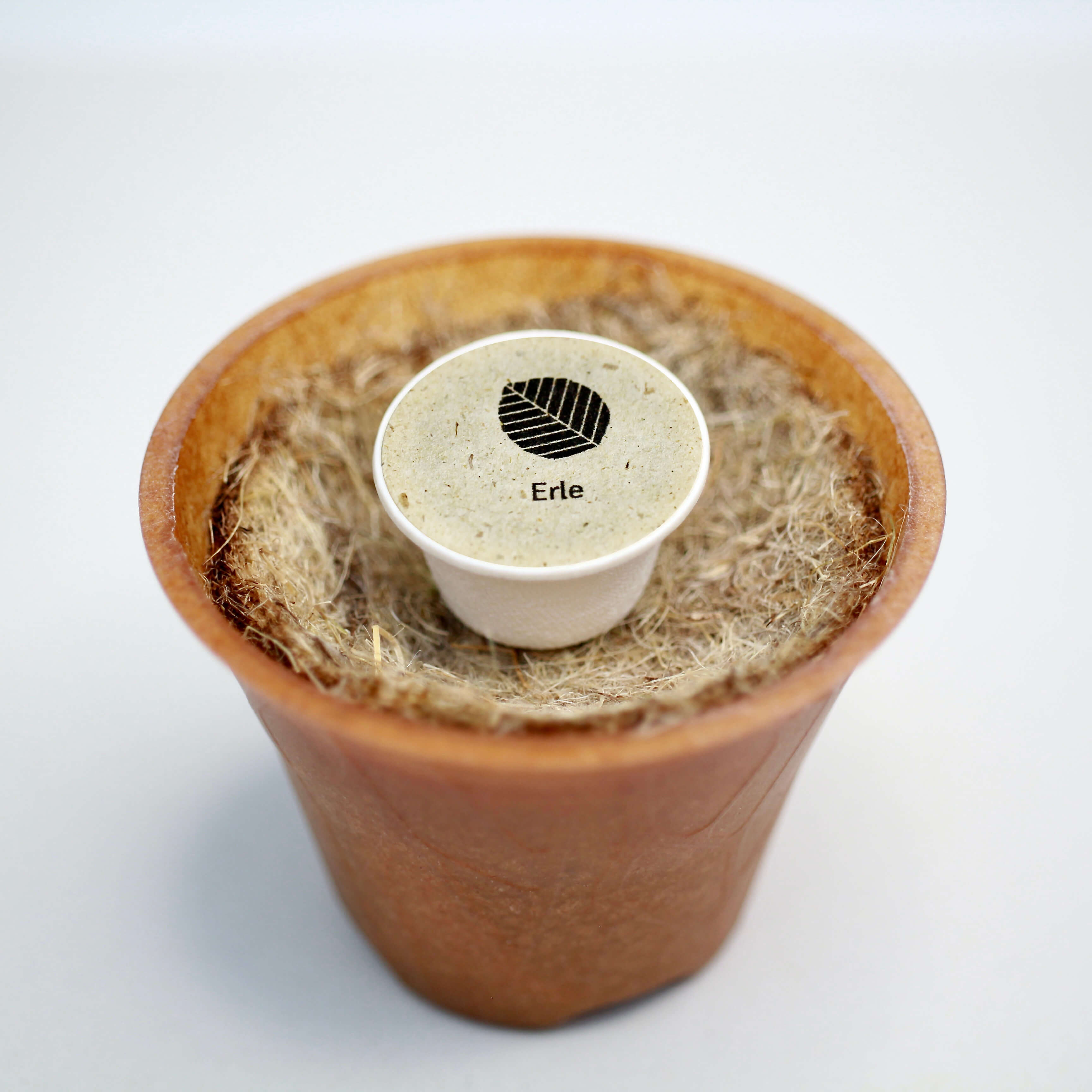 Erle Baum-Pflanz-Kit