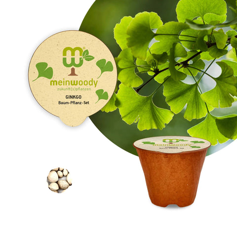 Ginkgo Baum-Pflanz-Set