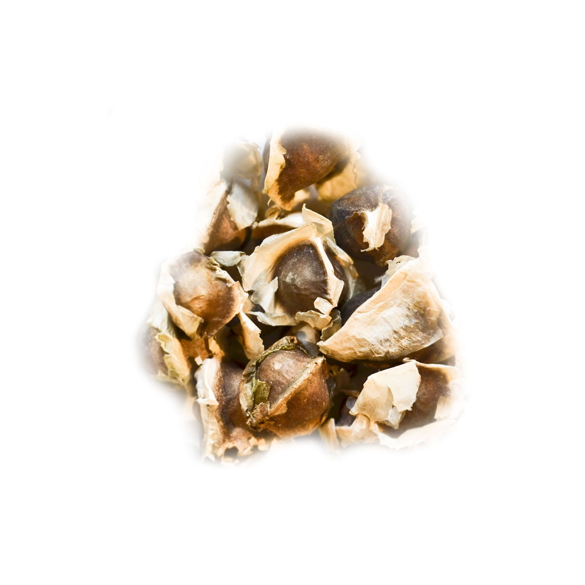 Bio-Moringa Baum-Saatgut